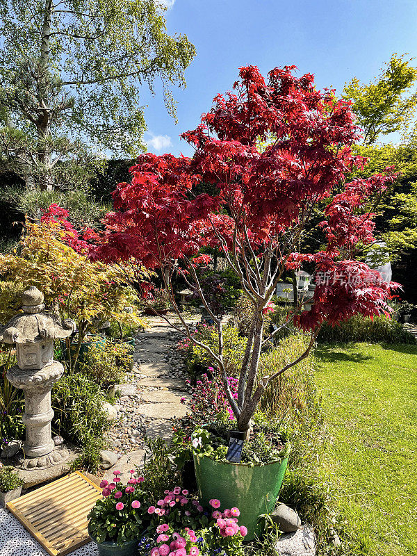 盆栽的特写图像，解剖的红色日本枫树(Acer palmatum atropurpureum)旁边整齐修剪的草坪景观的日本风格的花园，重点在前景